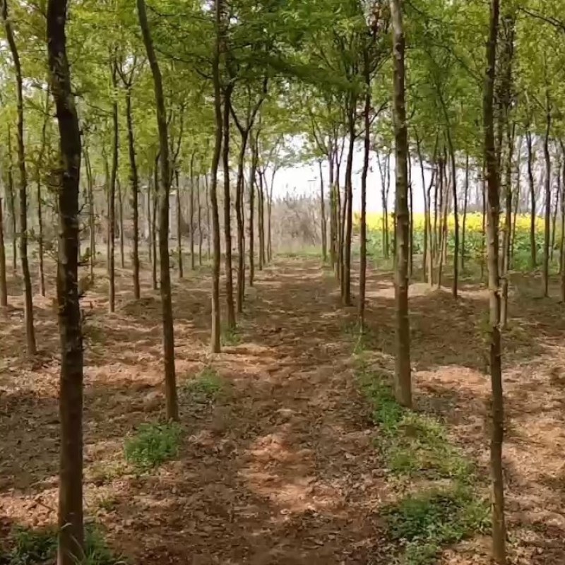 八公分皂角树出售