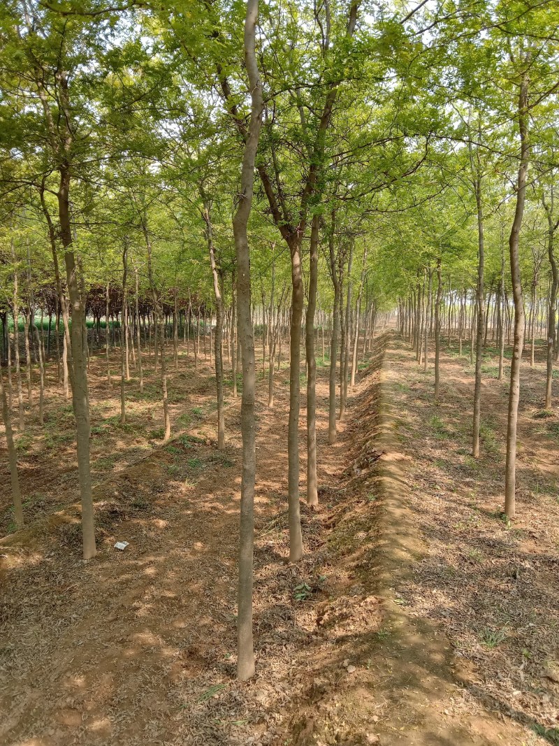 八公分皂角树出售