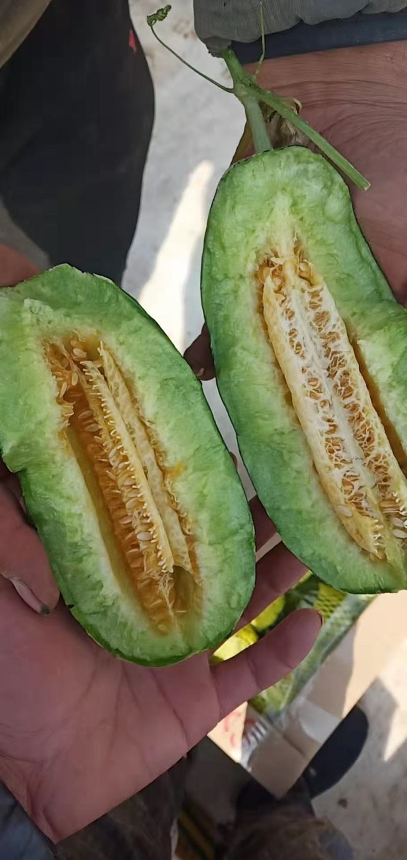 青县博洋甜瓜产地，口感酥脆，皮毛好，欢迎各大老板前来选购