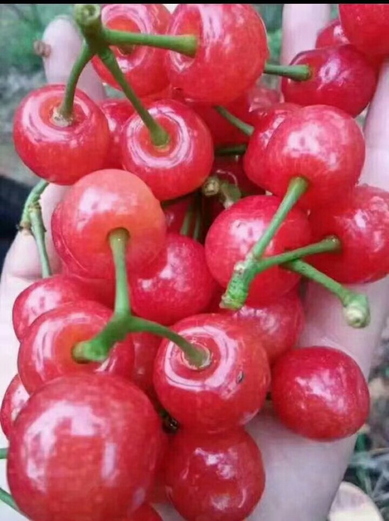 樱桃