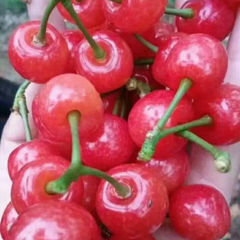 樱桃