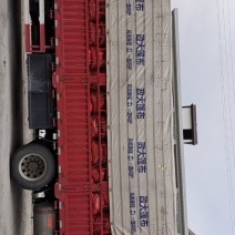 虎门一车精品小黄姜发货