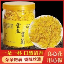 金丝皇菊菊花茶一朵一杯基地直发质量保证欢迎采购