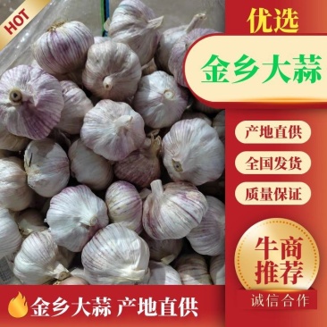 大蒜金乡优质大蒜紫皮大蒜支持各种包装量大价美