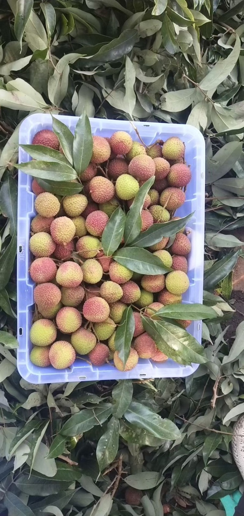 妃子笑荔枝。可到产地考察货源直供应有合适的可以包园