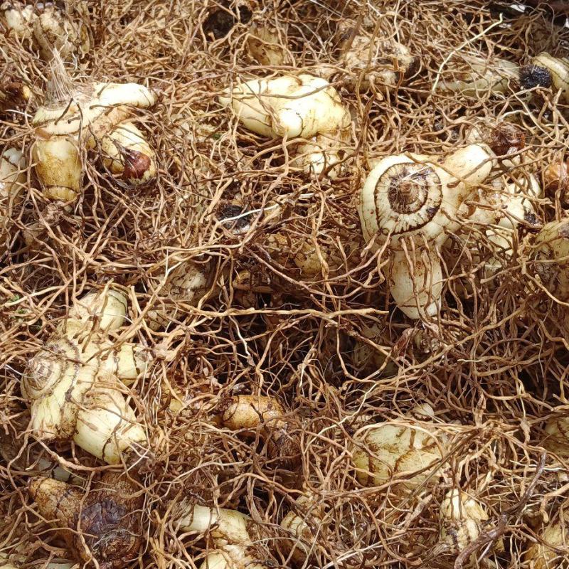 紫花三叉大白芨纯野生四到五年根经，便宜出售有需要的来电