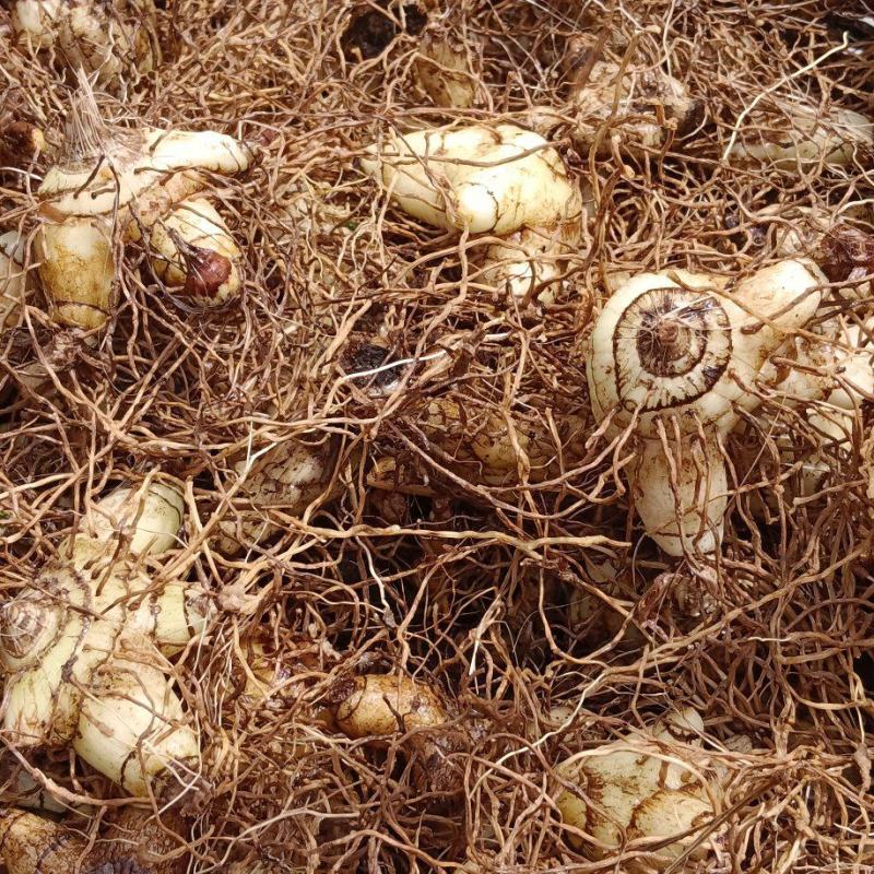 紫花三叉大白芨纯野生四到五年根经，便宜出售有需要的来电
