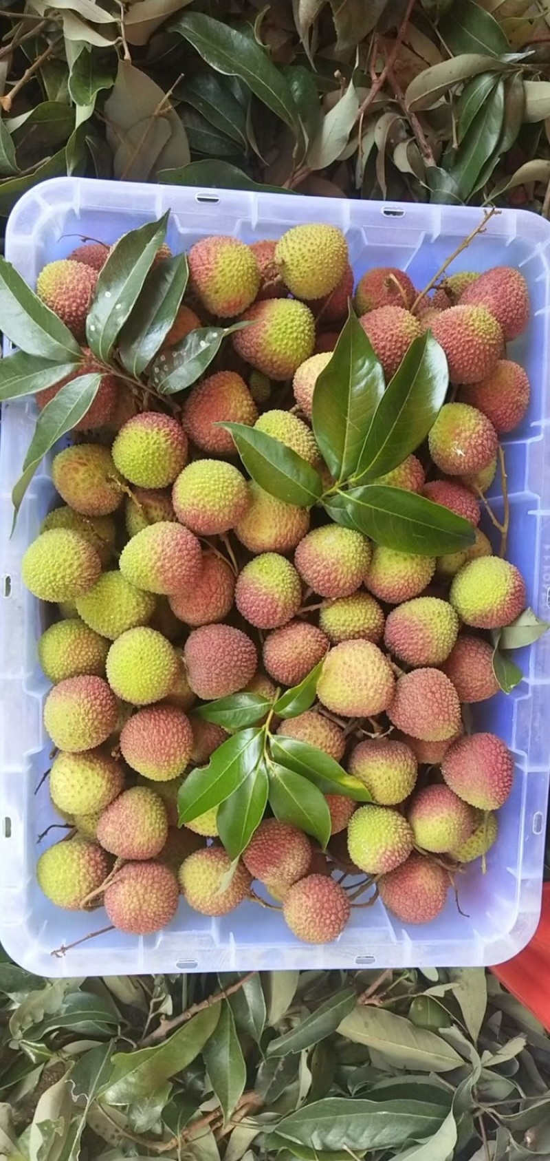 妃子笑荔枝。可到产地考察货源直供应有合适的可以包园