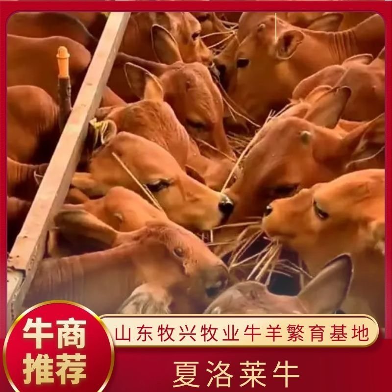夏洛莱牛肉牛，基地直供，放心品质，可实地考察