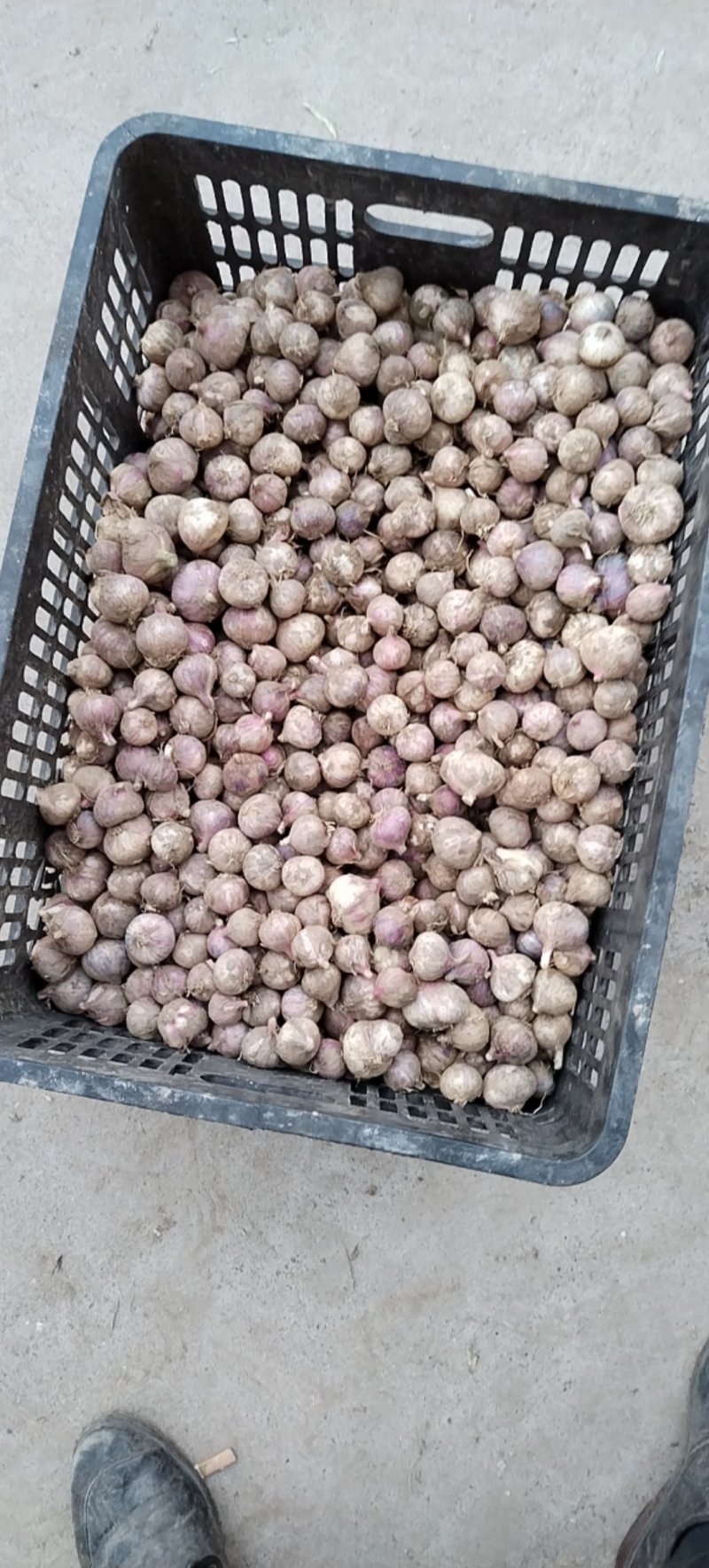 湖北钟祥精品鲜独蒜大量供应基地直发质量保证全国发货