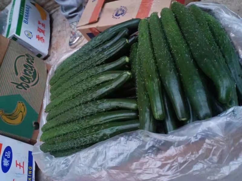精品黄瓜供应长条密刺黄瓜绿肉绿皮质量好