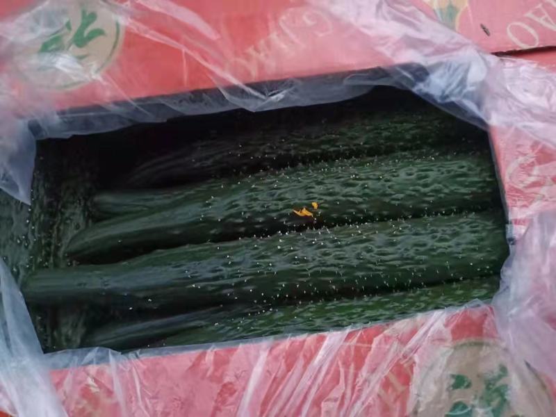 精品黄瓜供应长条密刺黄瓜绿肉绿皮质量好