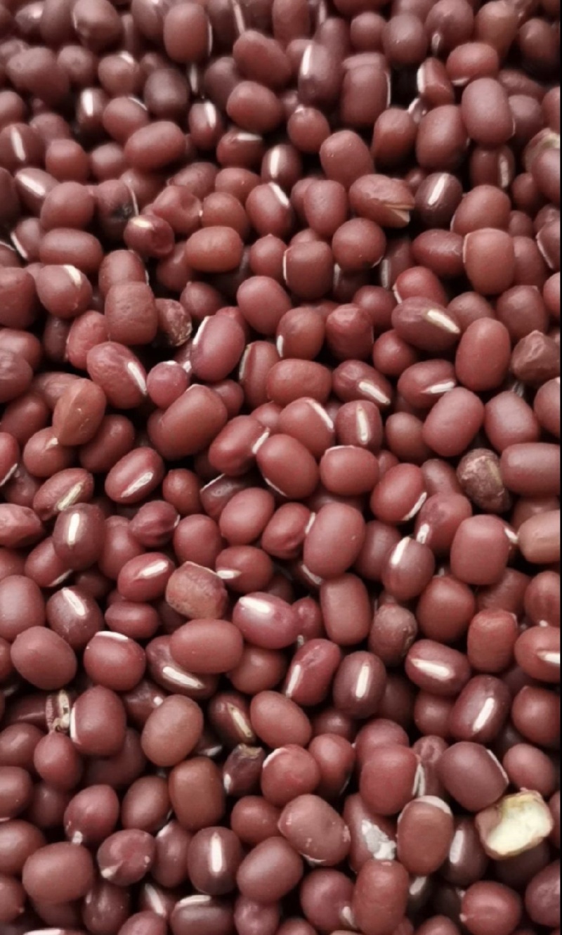 红豆厂家批发红豆红小豆精品红豆优质红豆