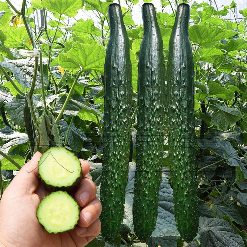 精品黄瓜供应长条密刺黄瓜绿肉绿皮质量好