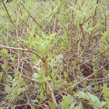 藤茶也叫做莓茶可以还解感冒喉咙痛咽喉炎