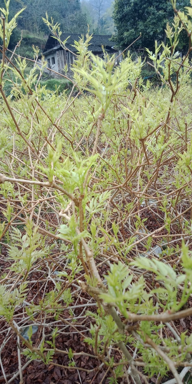 藤茶也叫做莓茶可以还解感冒喉咙痛咽喉炎