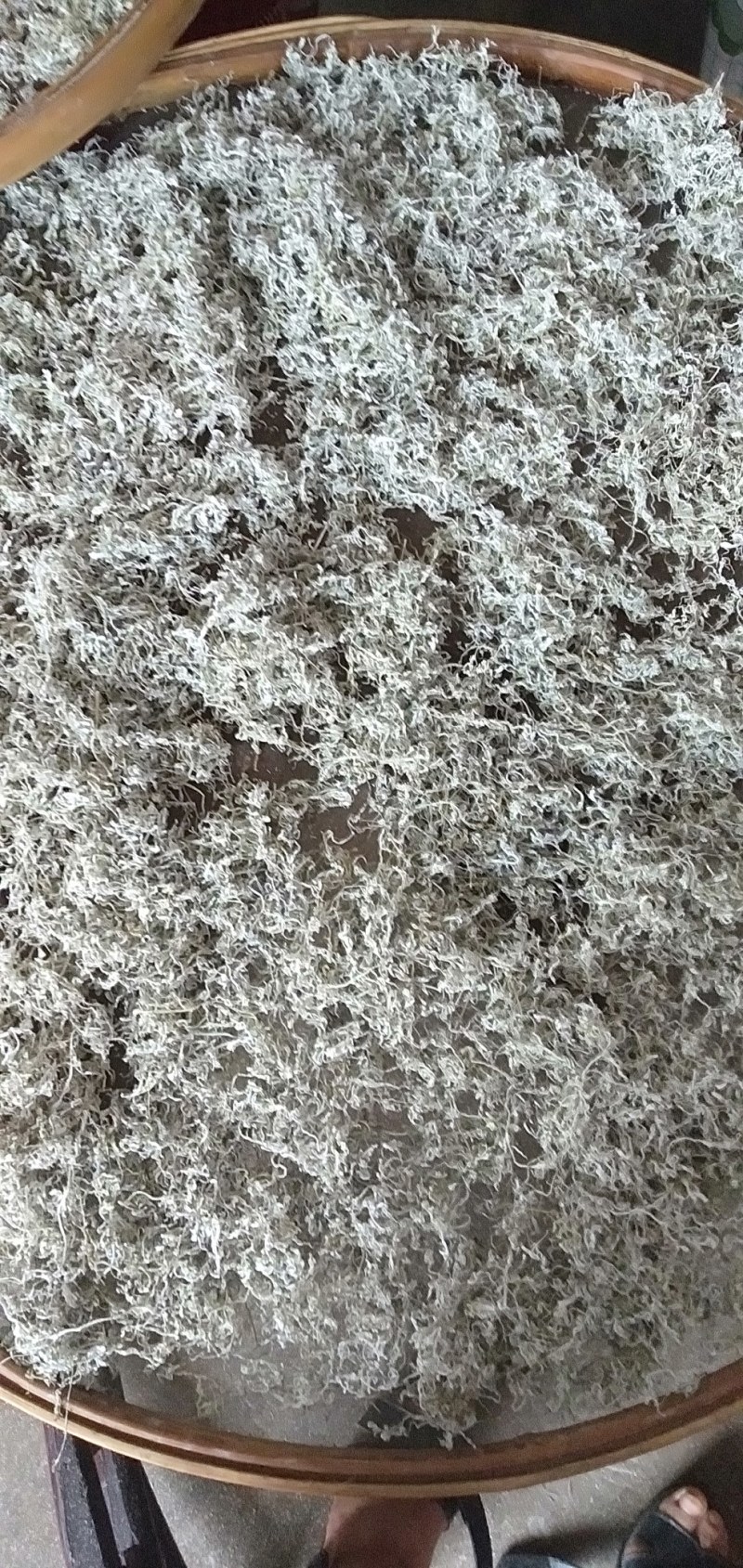 藤茶也叫做莓茶可以还解感冒喉咙痛咽喉炎