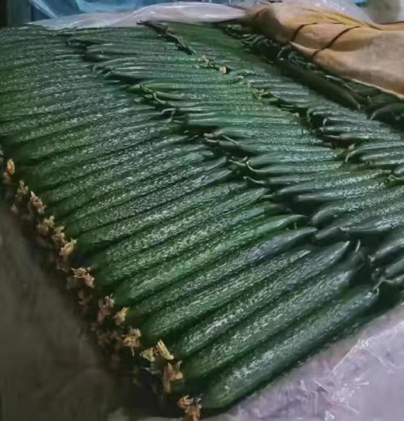 精品密刺黄瓜大量供货超市直供欢迎咨询