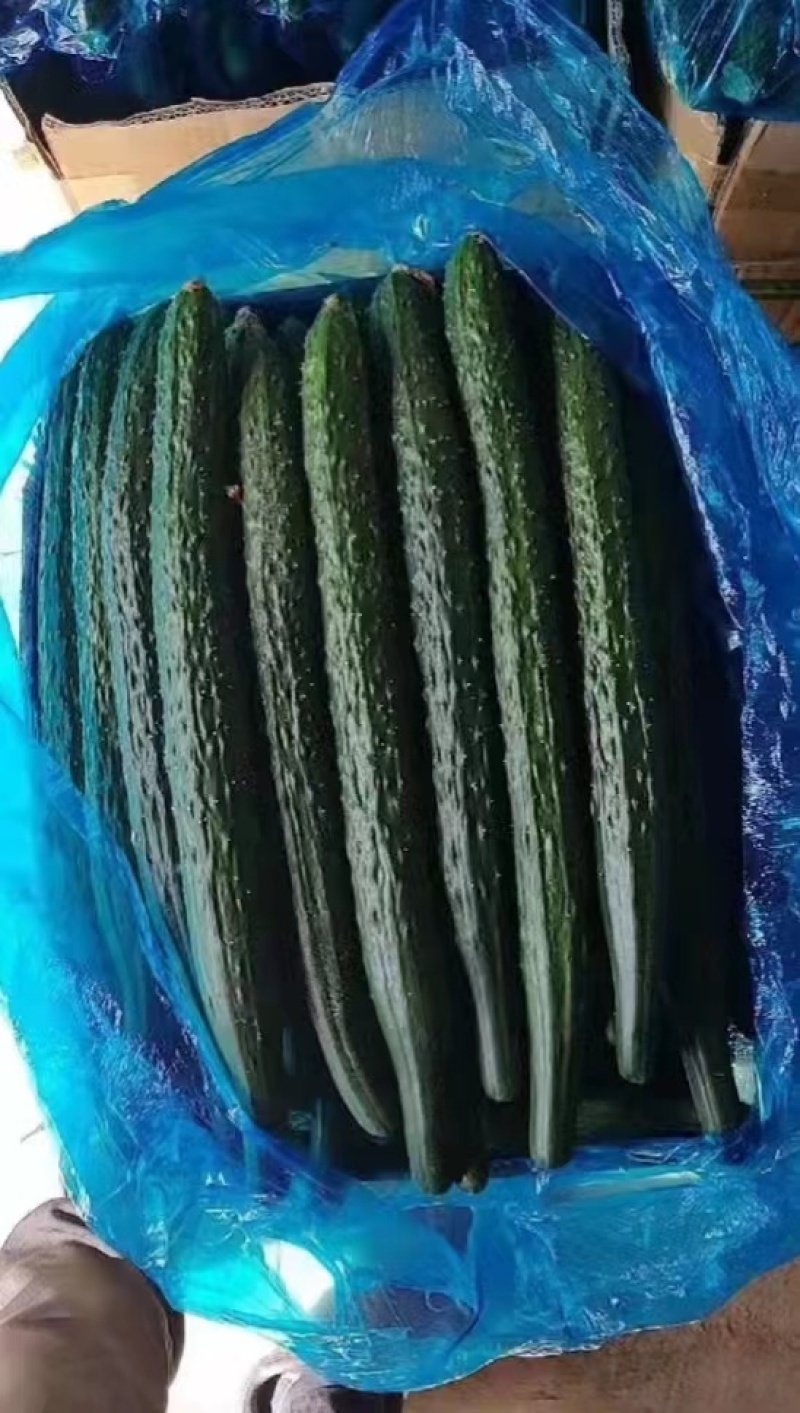 精品密刺黄瓜大量供货超市直供欢迎咨询