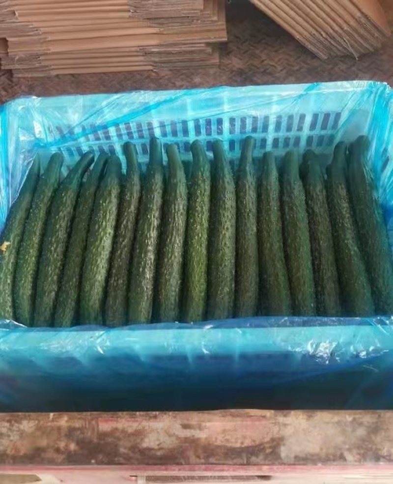 精品密刺黄瓜大量供货超市直供欢迎咨询