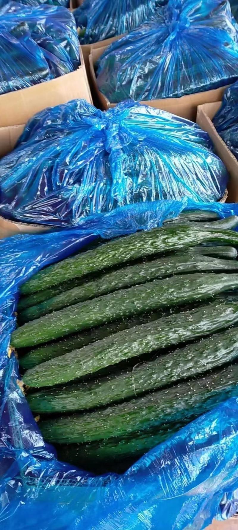 精品密刺黄瓜大量供货超市直供欢迎咨询