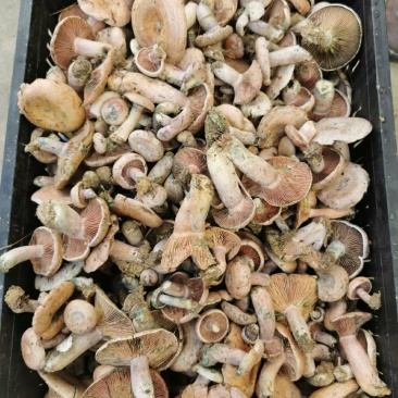 松乳菌，紫花菌，松树菌，山中珍品，绿色食品，营养丰富