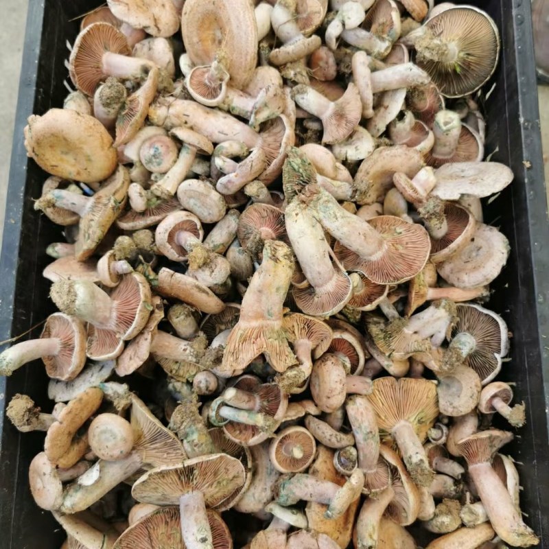 松乳菌，紫花菌，松树菌，山中珍品，绿色食品，营养丰富