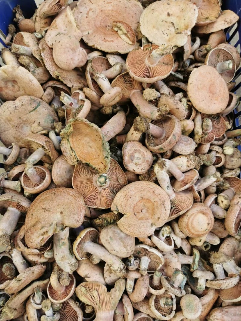 松乳菌，紫花菌，松树菌，山中珍品，绿色食品，营养丰富