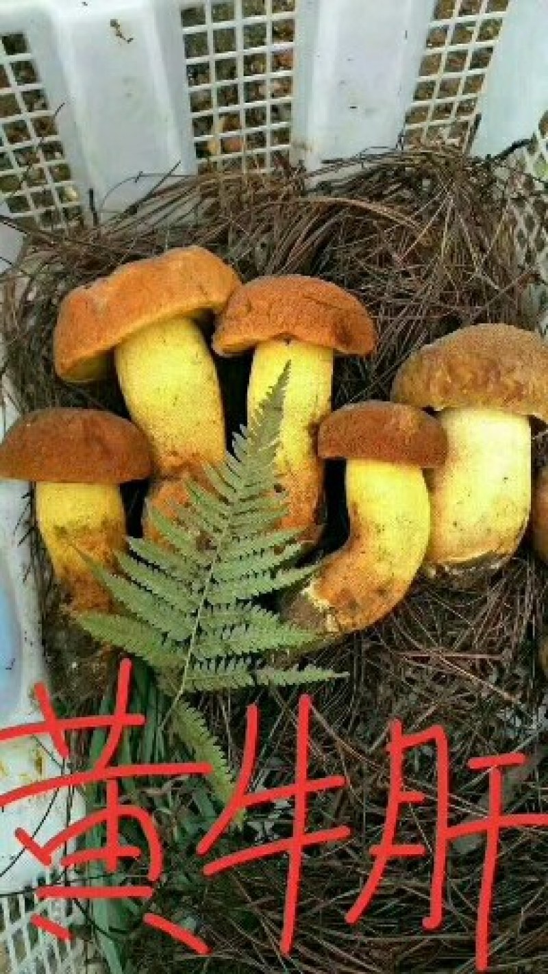 松乳菌，紫花菌，松树菌，山中珍品，绿色食品，营养丰富