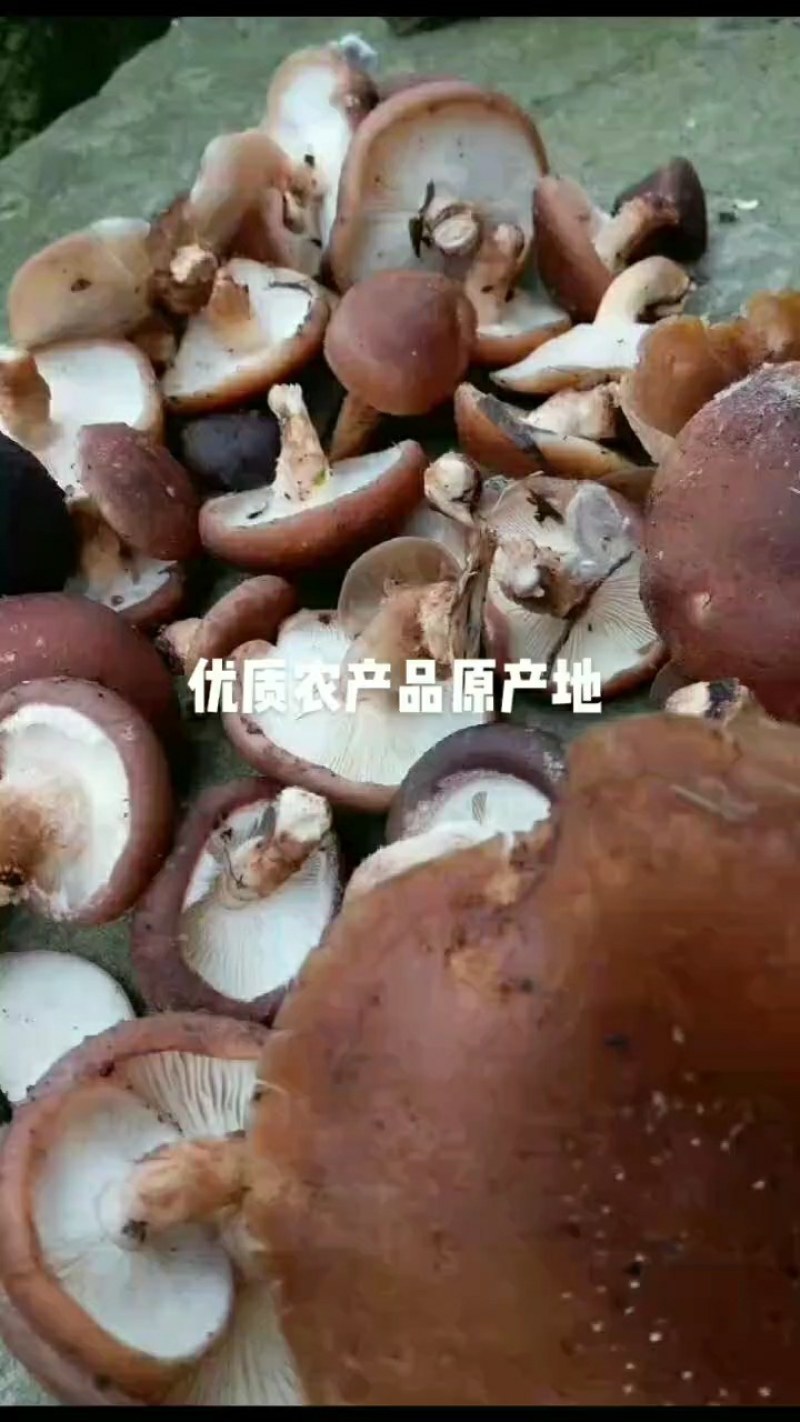 松乳菌，紫花菌，松树菌，山中珍品，绿色食品，营养丰富