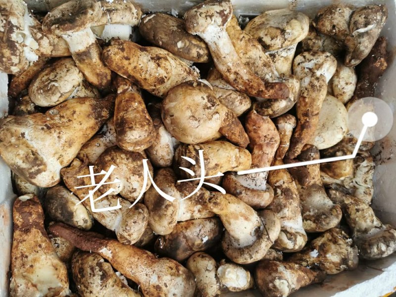 松乳菌，紫花菌，松树菌，山中珍品，绿色食品，营养丰富