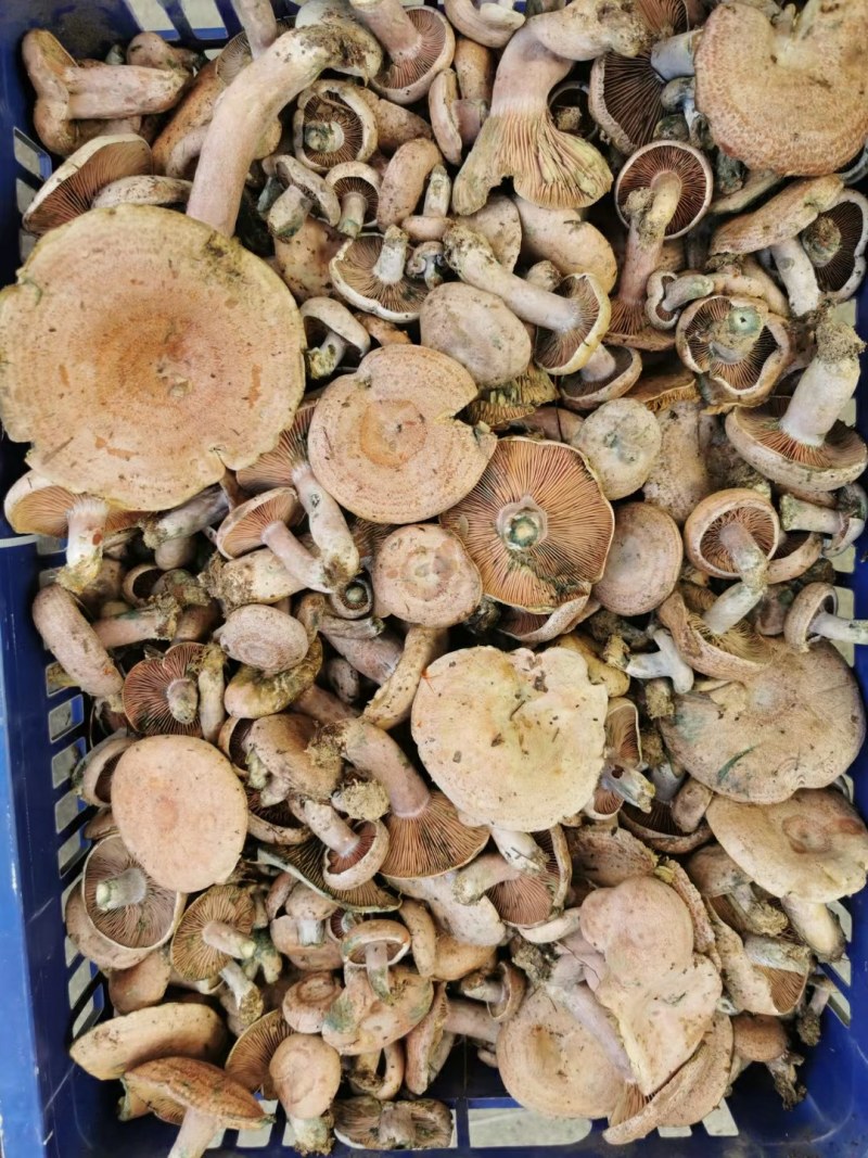 松乳菌，紫花菌，松树菌，山中珍品，绿色食品，营养丰富