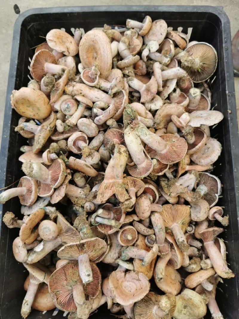 松乳菌，紫花菌，松树菌，山中珍品，绿色食品，营养丰富