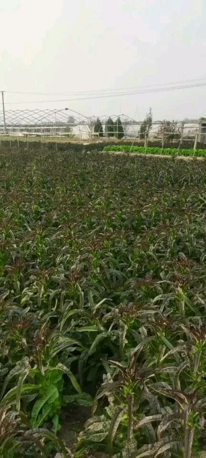 郯城红叶莴苣，紫叶莴苣抗热二红等品种，不空心。