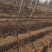 成活率高，基地直供葡萄苗