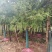 柳杉树，米经5~15公分优质柳杉树。需要什么规格一亩联系