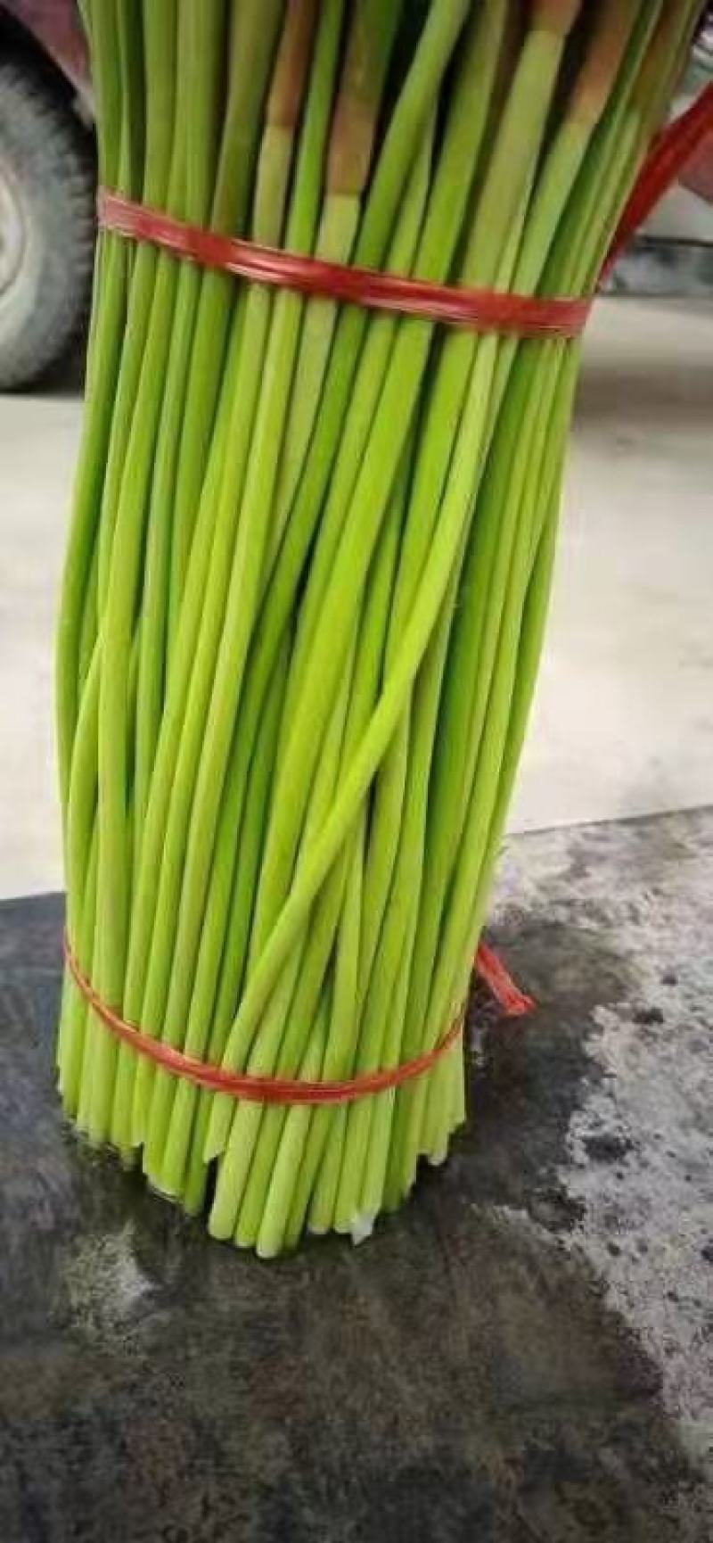 开封市通许县，鲜蒜苔，大量上市，质量保证欢迎大家前来定购
