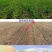 玉米悬浮精播机拖拉机配套大豆玉米施一体机免拔苗播种机