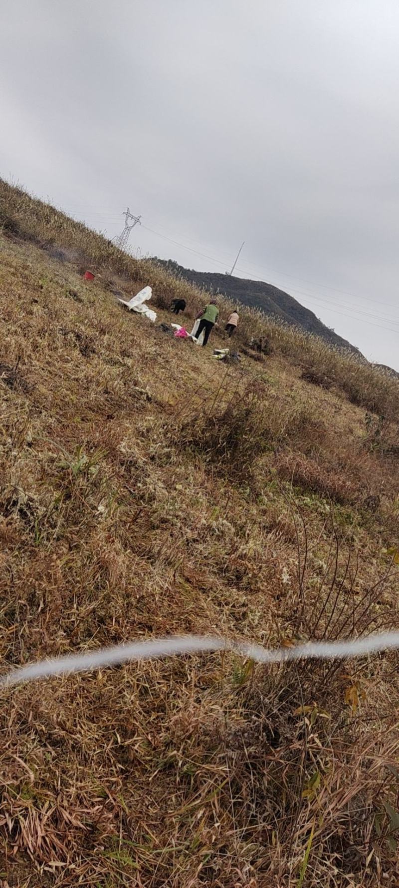 水苔出售
