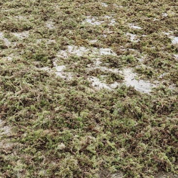 水苔出售