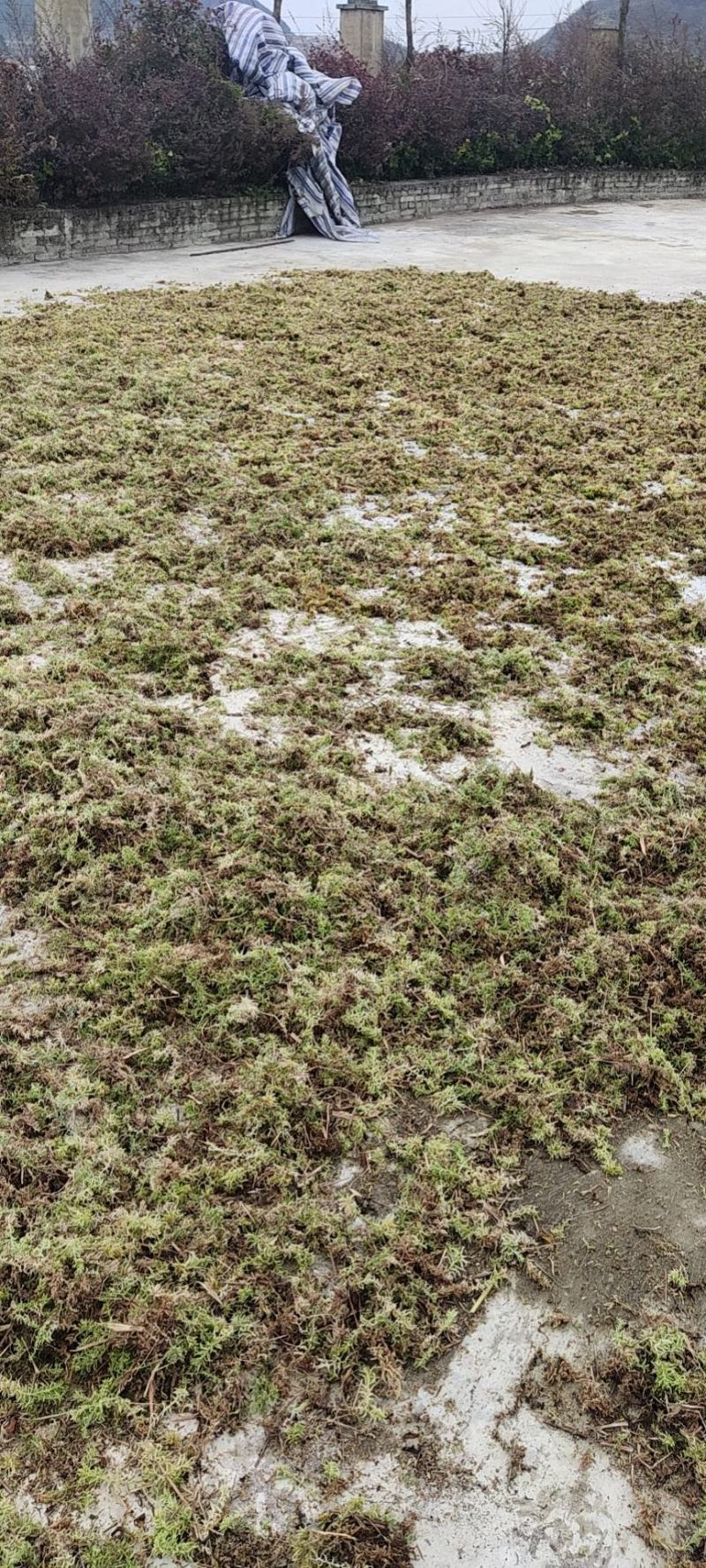 水苔出售