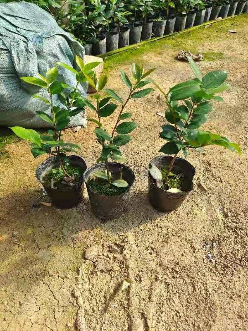 各种品种茶花苗，基地直销，精挑细选，自产自销，量大从优
