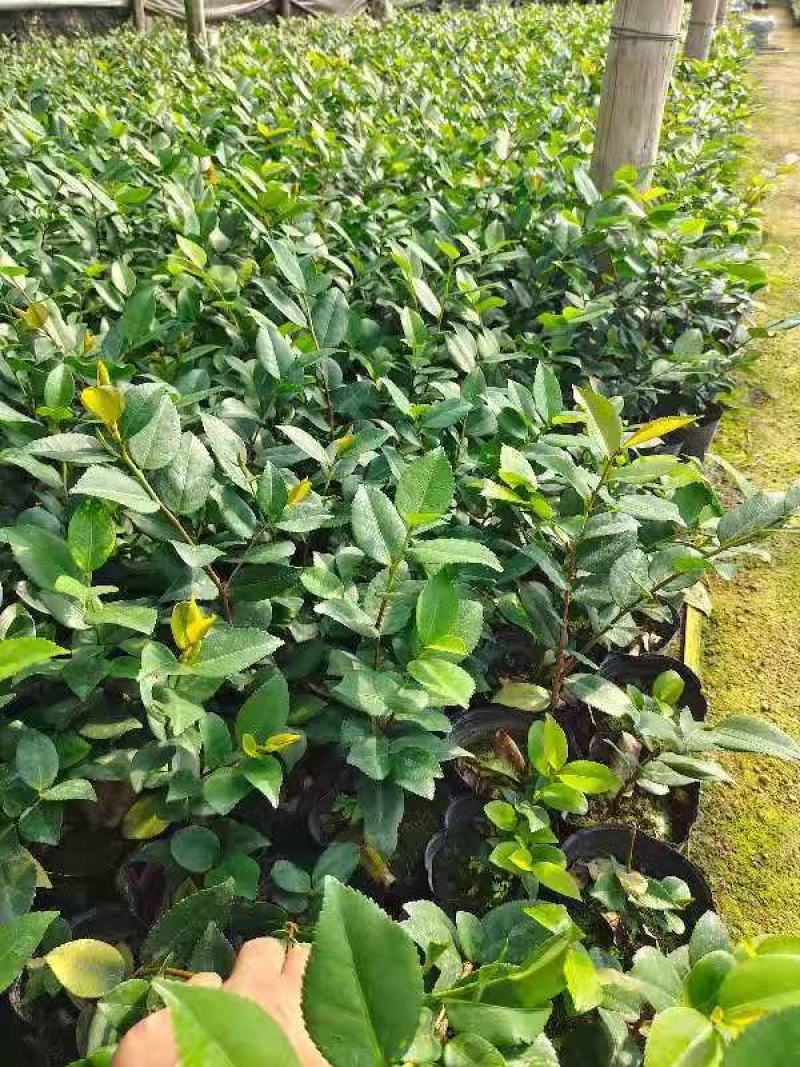 各种品种茶花苗，基地直销，精挑细选，自产自销，量大从优
