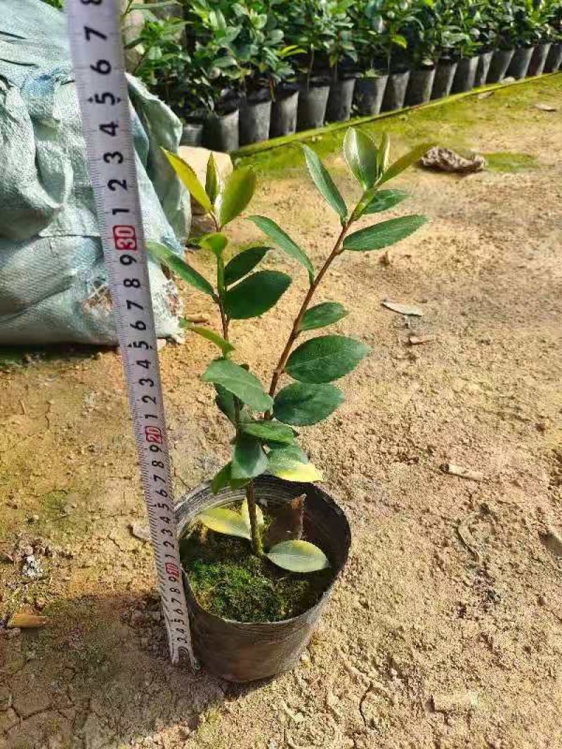 各种品种茶花苗，基地直销，精挑细选，自产自销，量大从优