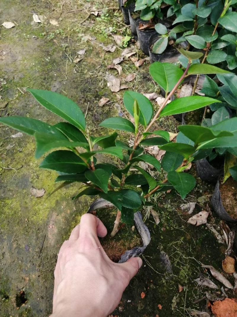 各种品种茶花苗，基地直销，精挑细选，自产自销，量大从优