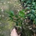 各种品种茶花苗，基地直销，精挑细选，自产自销，量大从优