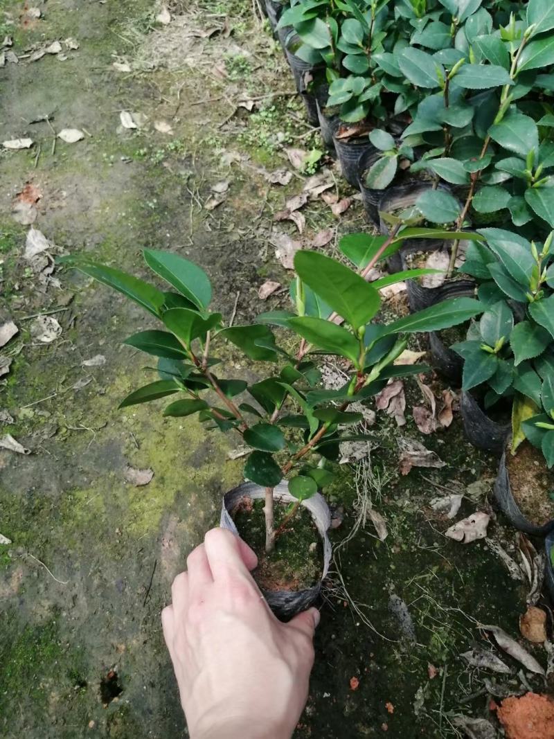 各种品种茶花苗，基地直销，精挑细选，自产自销，量大从优