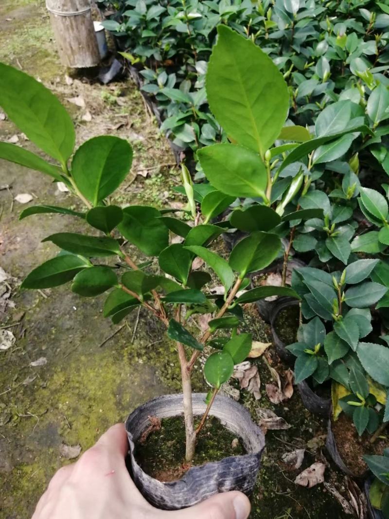 各种品种茶花苗，基地直销，精挑细选，自产自销，量大从优