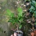 各种品种茶花苗，基地直销，精挑细选，自产自销，量大从优