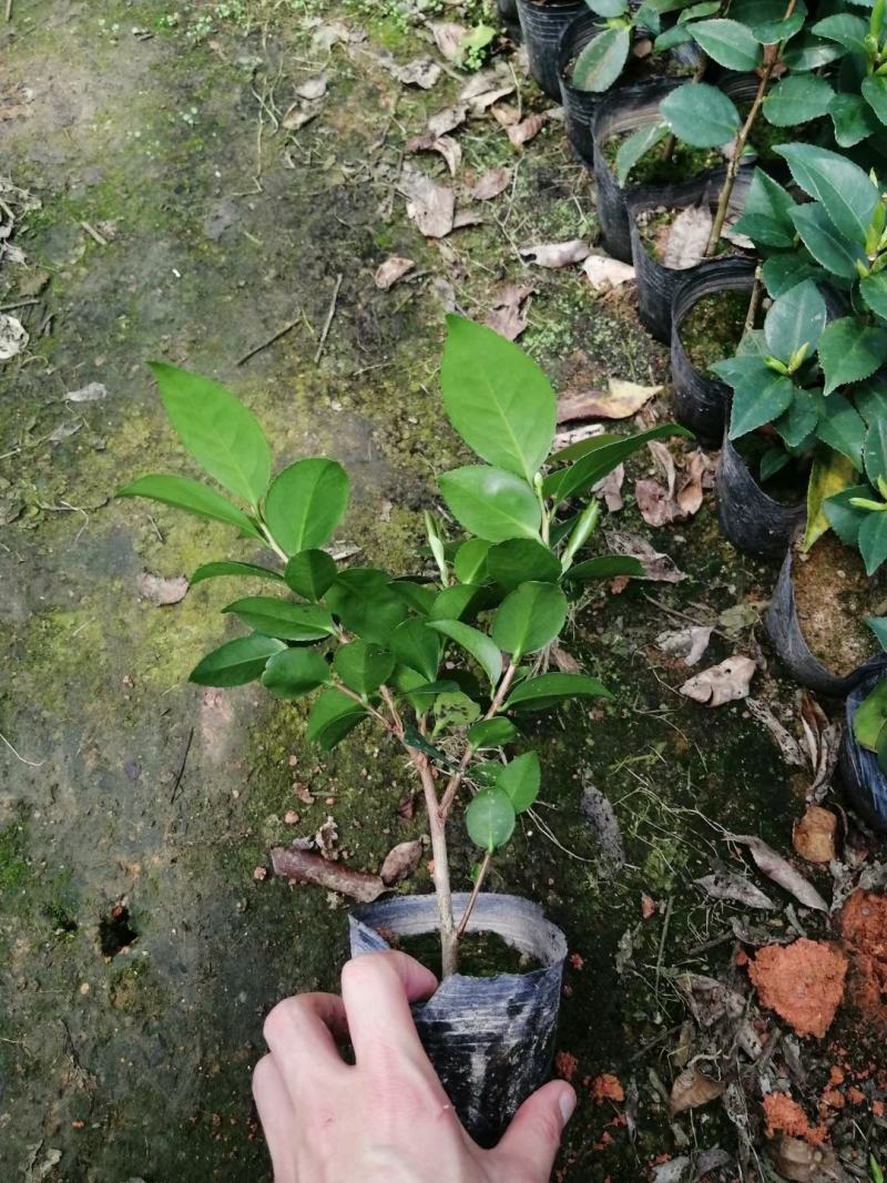 各种品种茶花苗，基地直销，精挑细选，自产自销，量大从优